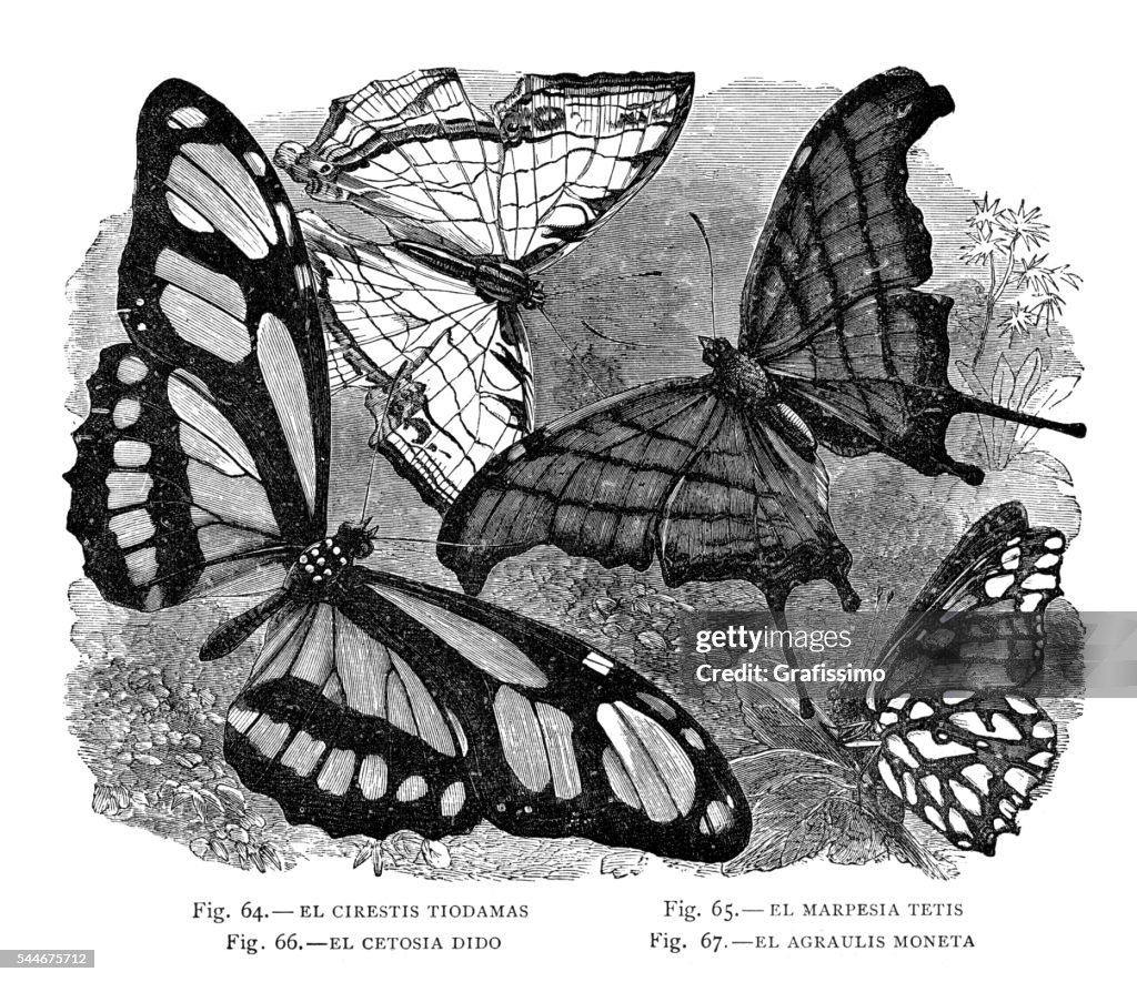 Butterfly insects illustration 1881