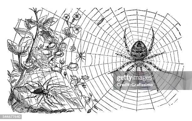 spider weaving web illustration 1881 - spider stock illustrations