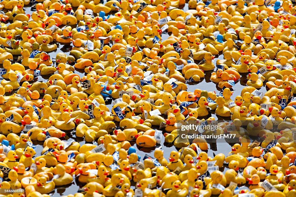 Duck Festival
