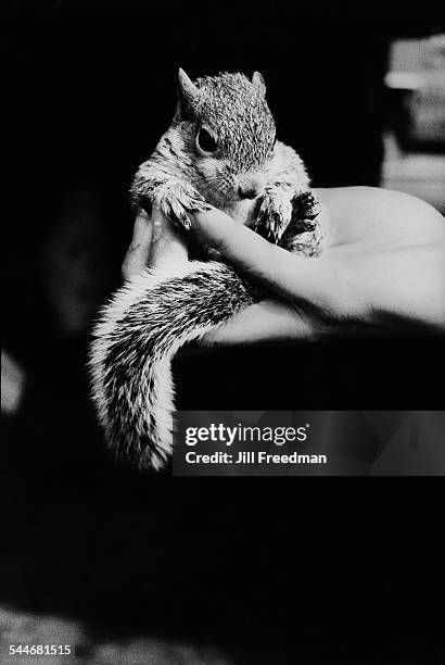 Squirrel sitting in the palm of a woman's hand, circa 1975.