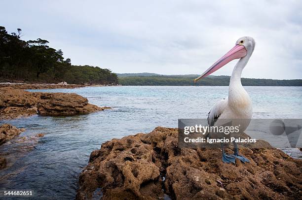 pelicans in jervis bay national park booderee - jervis bay stock pictures, royalty-free photos & images