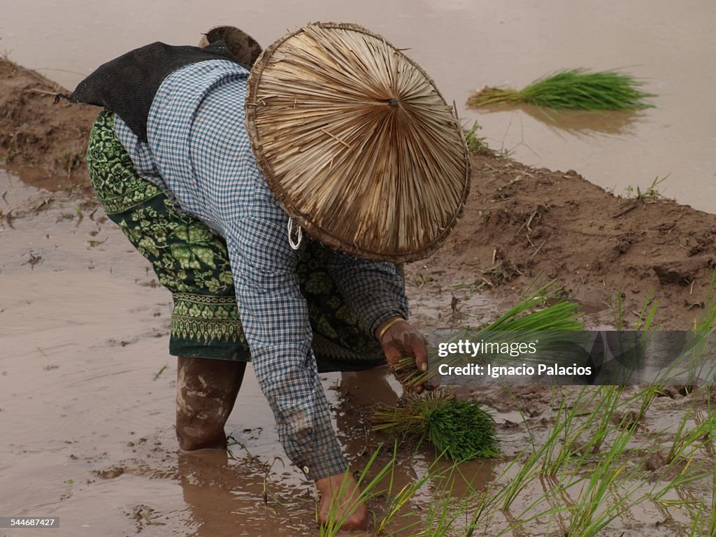 Laosian woman planting rice in a rice field
