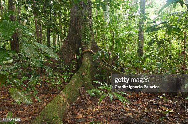 daintree forest tropical vegetation - daintree australia stock pictures, royalty-free photos & images