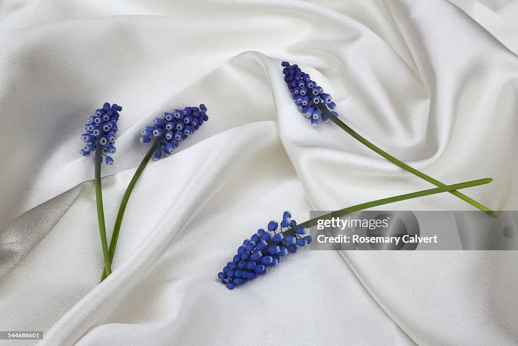 Pretty blue grape hyacinth flowers on white satin.