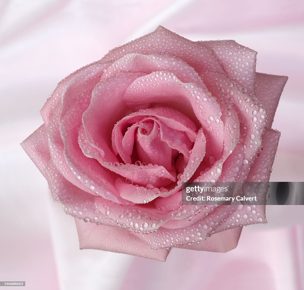 Pale pink rose with water drops on pale pink.