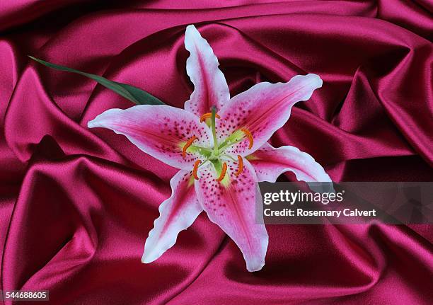 elegant stargazer lily on deep pink satin. - stargazer lily stock pictures, royalty-free photos & images