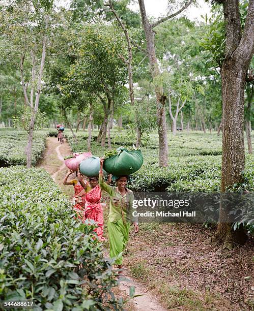 woman tea pickers - food security stock pictures, royalty-free photos & images