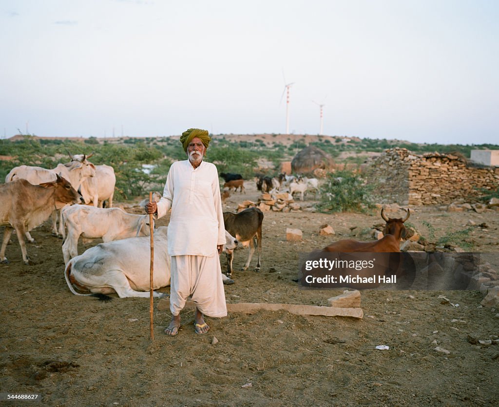 Cow herd and wind turbines