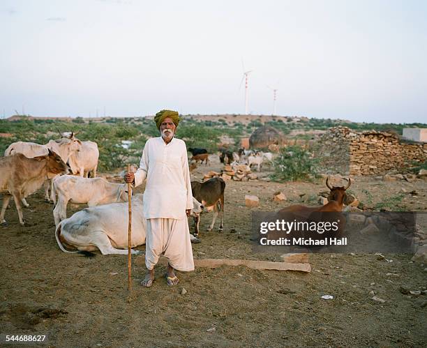 cow herd and wind turbines - domestic animals stock pictures, royalty-free photos & images