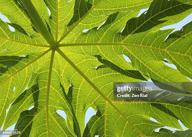 papaya leaf close up on blue background - ventrale kant stockfoto's en -beelden