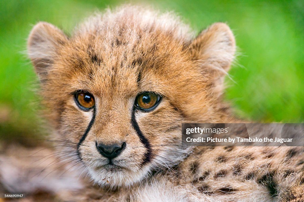 Lying cheetah cub