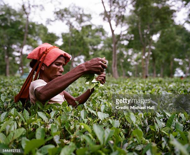 woman tea picker - agriculture in bangladesh stock pictures, royalty-free photos & images