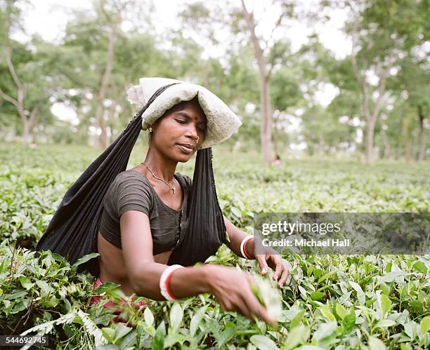 woman tea picker - agriculture in bangladesh stock pictures, royalty-free photos & images