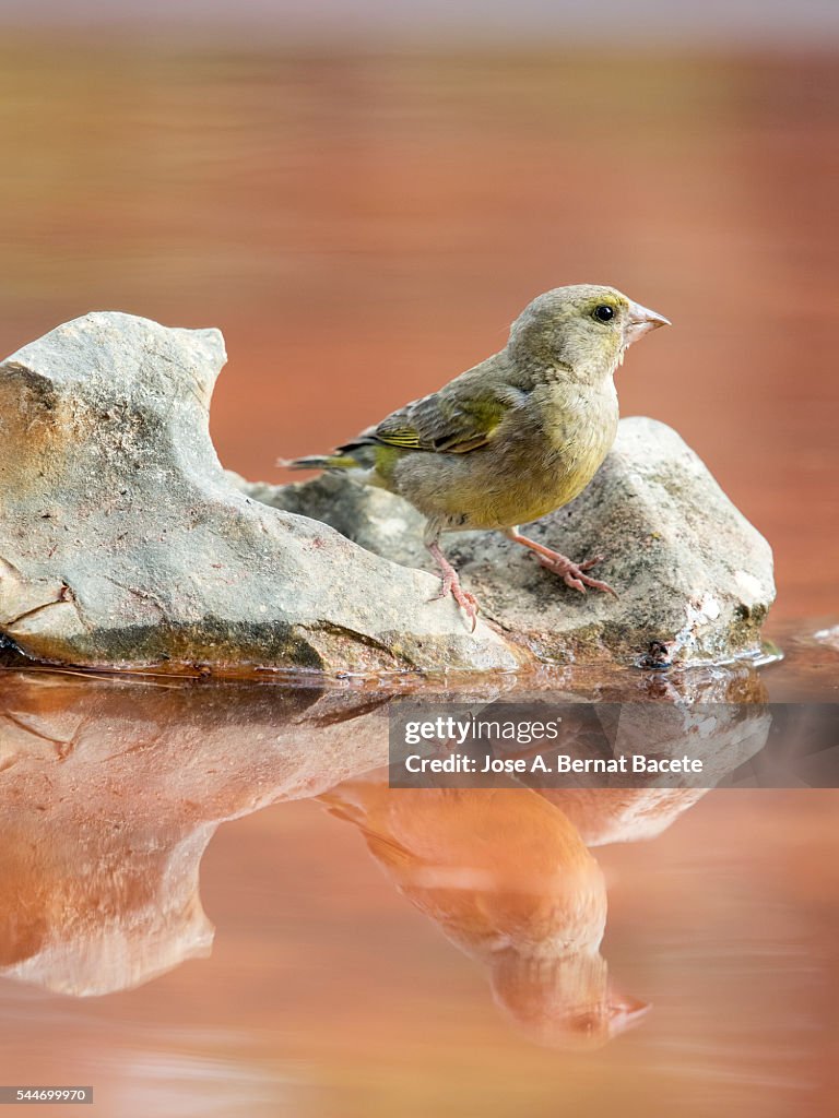 Red Crossbill (Loxia curvirostra) young female, put on a rock with his reflection in the water.