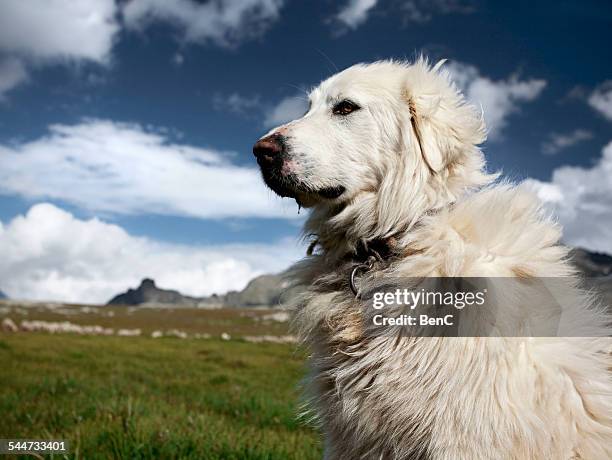 great pyrenees dog watching his flock - pyrenean mountain dog stock-fotos und bilder