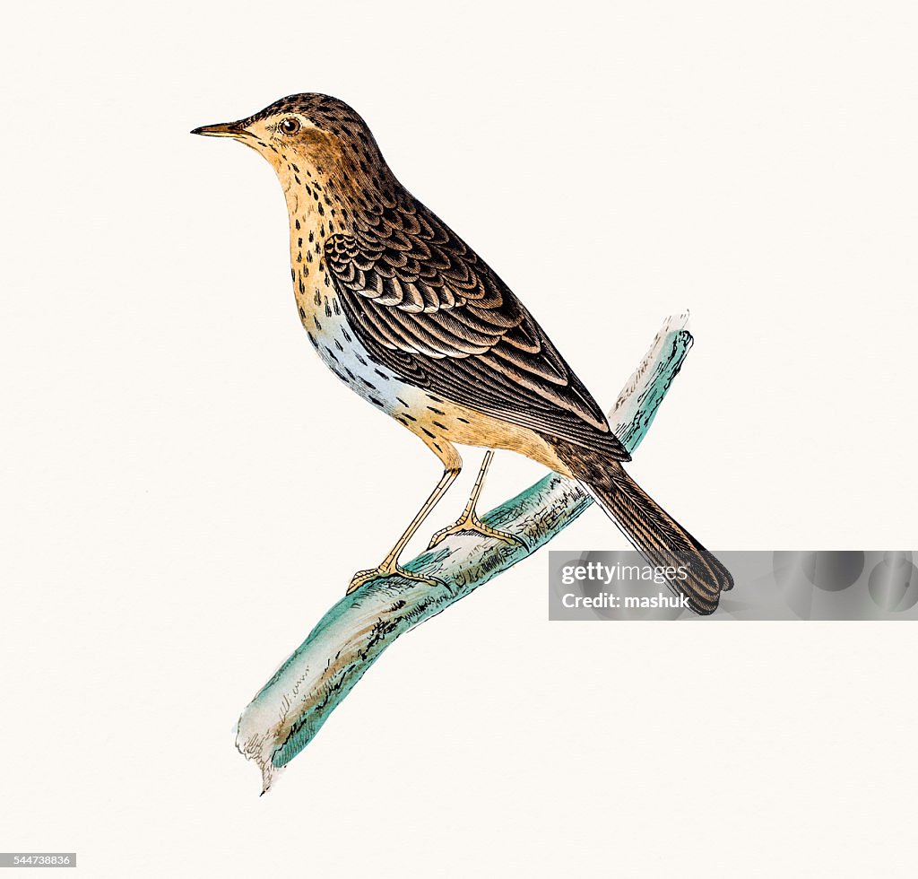 Tree Pipit