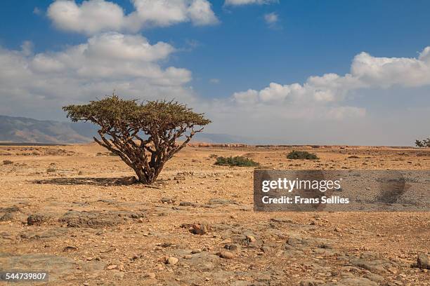 frankincense tree in dhofar, oman - olibanum bildbanksfoton och bilder