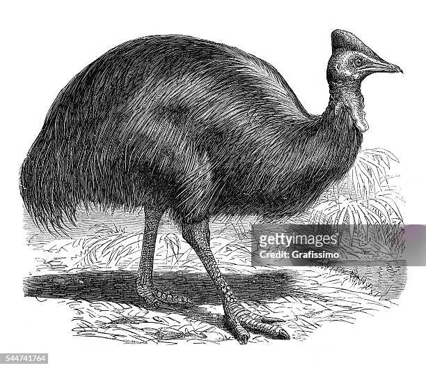 cassowary ratite bird illustration 1881 - cassowary stock illustrations