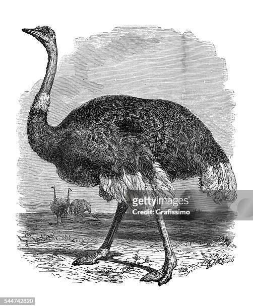 ilustrações, clipart, desenhos animados e ícones de avestruz áfrica ilustração 1881 comum - avestruz