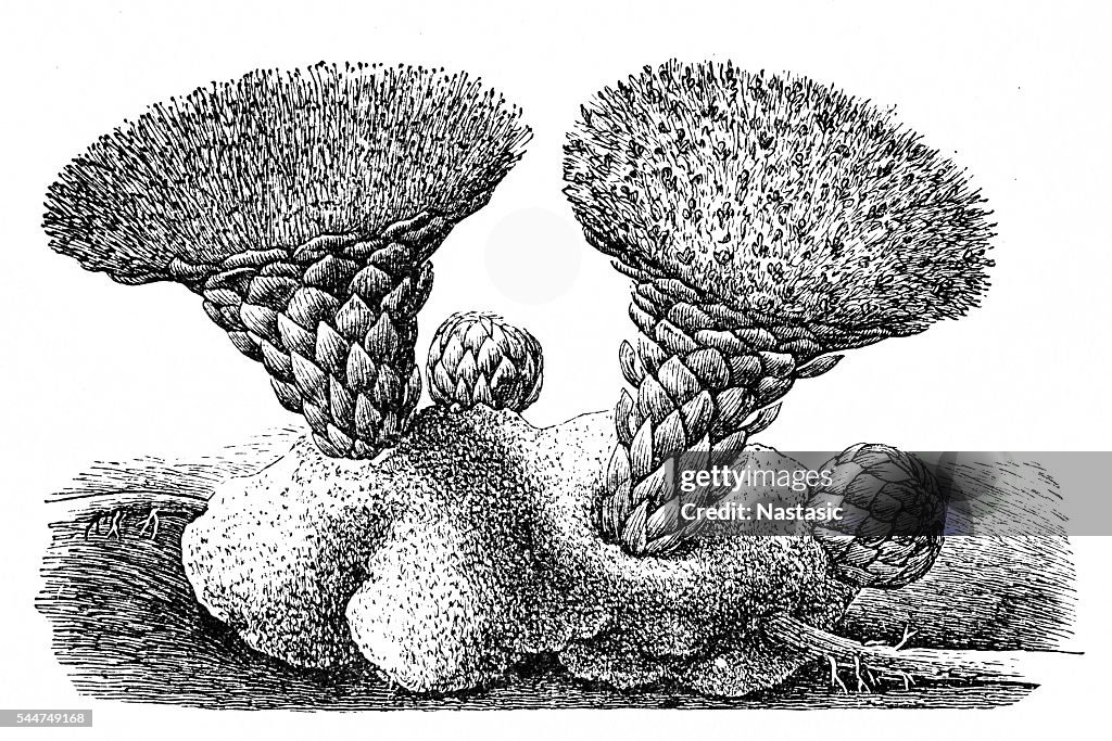 Scybalium fungiforme