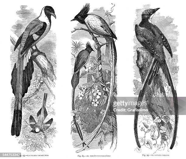 kingbirds flycatcher birds illustration 1881 - flycatcher stock illustrations