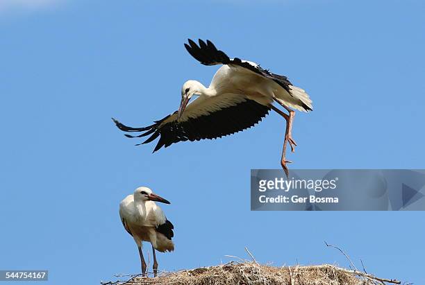 back on the nest - white stork stock pictures, royalty-free photos & images