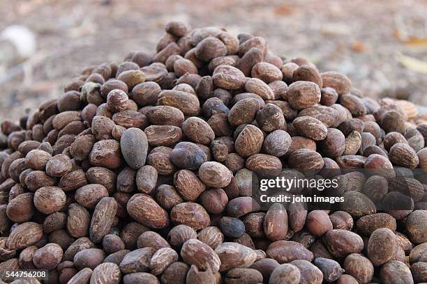 the seeds of shea butter - shea butter stock pictures, royalty-free photos & images