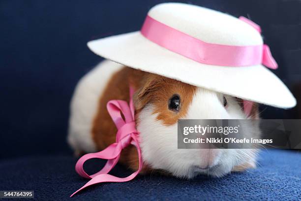 guinea pig wearing a hat - wide brim stock-fotos und bilder