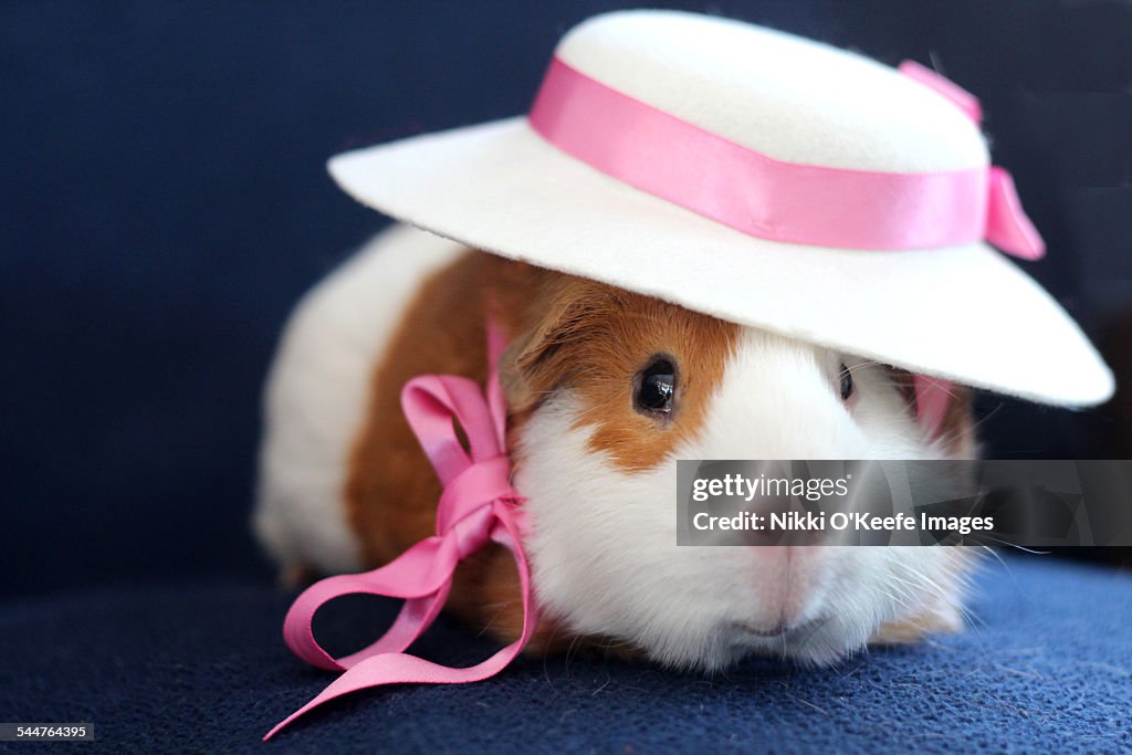 Guinea Pig Wearing a Hat