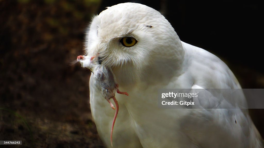 Snowy owl with prey