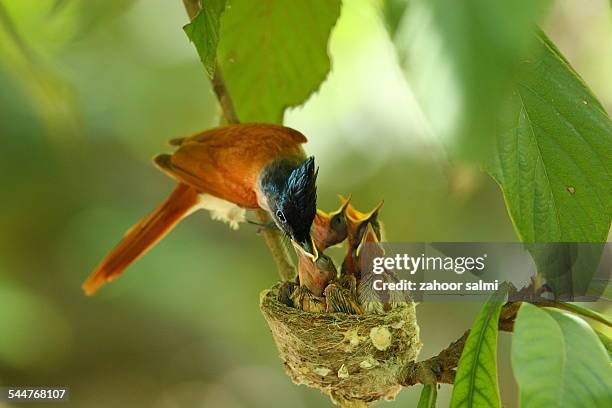 paradise flycatcher - eutrichomyias rowleyi stock pictures, royalty-free photos & images