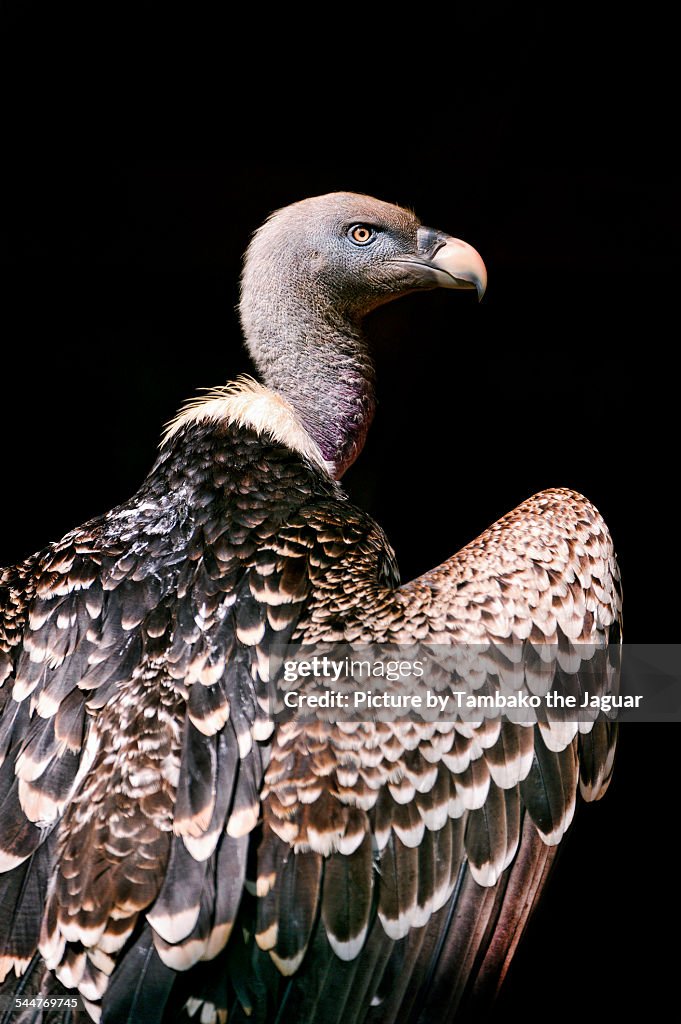 Profile of a vulture