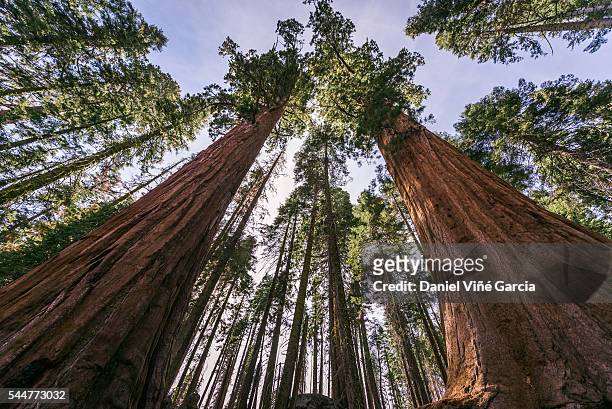 directly above shot of giant sequoia - sequoia national park stock pictures, royalty-free photos & images