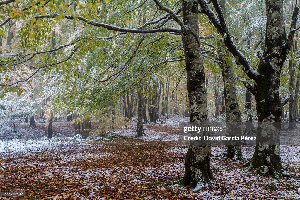 First snow in the autumn