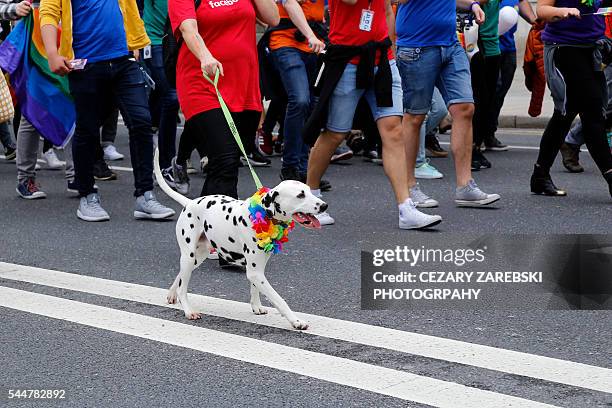 dog with rainbow collar at gay pride parade - rainbow flag stock pictures, royalty-free photos & images