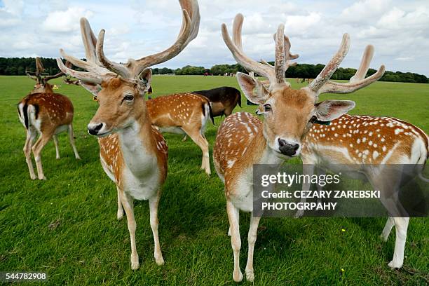 fallow deer (dama dama) in phoenix park - deer bildbanksfoton och bilder