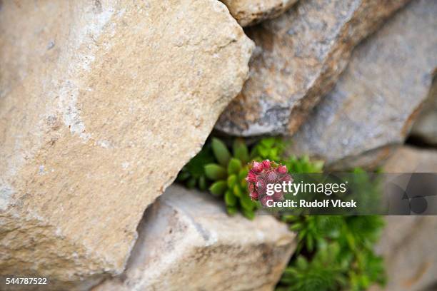 sempervivum montanum, houseleek, hen and chicks plant - sempervivum montanum stock pictures, royalty-free photos & images