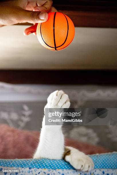 funny cat play basketball - cat hand stock-fotos und bilder