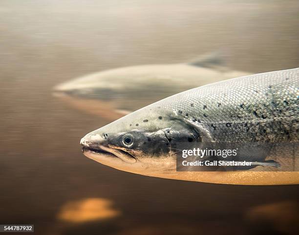 salmon passing through the salmon ladder - trout stock pictures, royalty-free photos & images