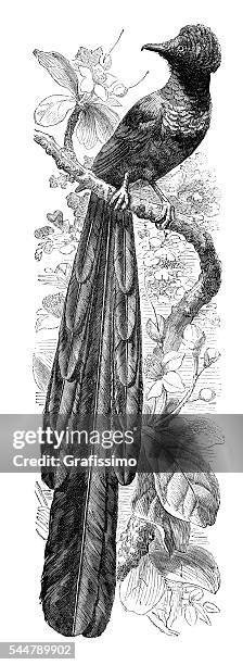 bird of paradise astrapia illustration 1881 - paradisaeidae stock illustrations