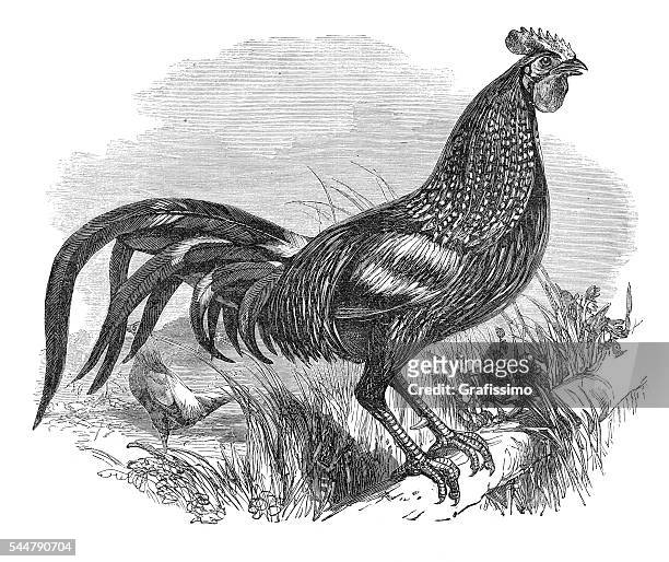 ilustrações de stock, clip art, desenhos animados e ícones de galo galo de sonnerat gallus sonneratii ilustração 1881 - rooster print