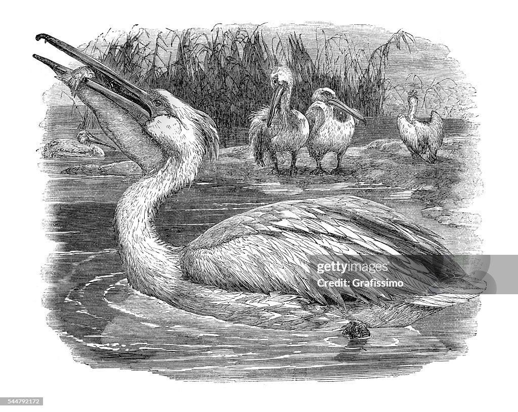 Great white pelican fishing illustration 1881