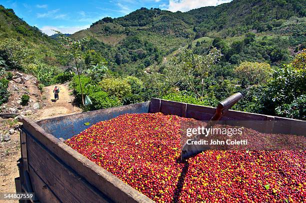 coffee farm - coffee farm stock pictures, royalty-free photos & images