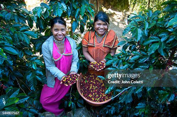 coffee farm - costa rica women stockfoto's en -beelden