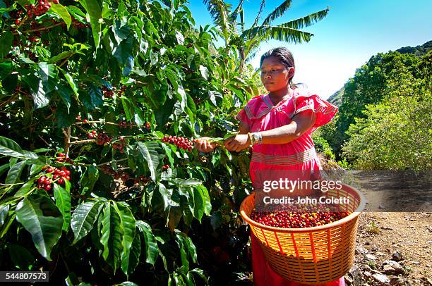 coffee farm - plantation de café photos et images de collection