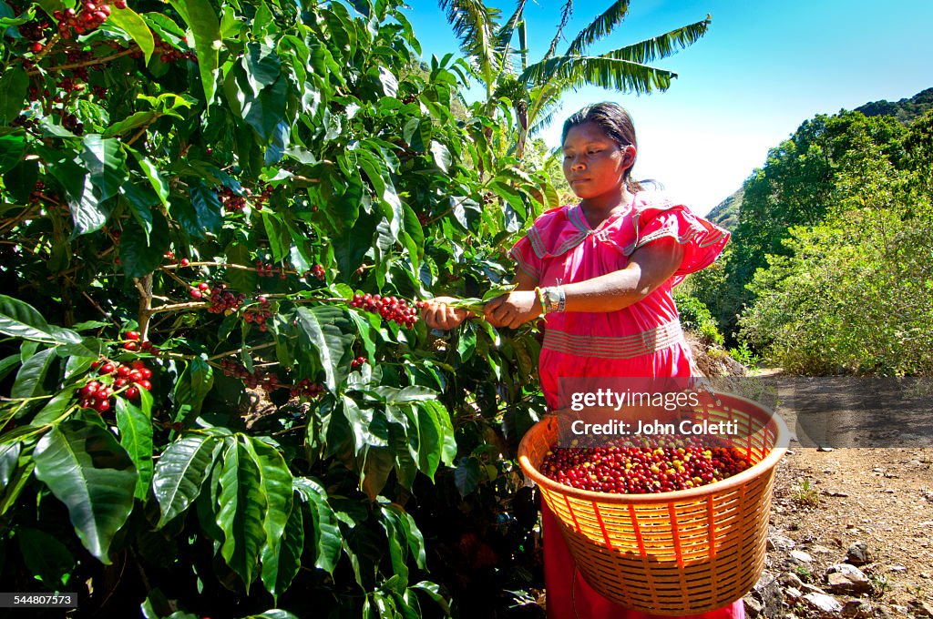 Coffee Farm