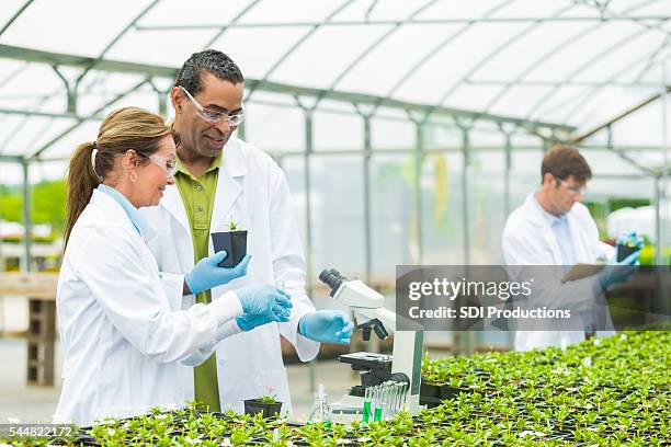 team of scientists studying plants at a greenhouse - agriculture science stock pictures, royalty-free photos & images