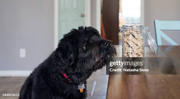 just one? please? - bouvier des flandres ストックフォトと画像