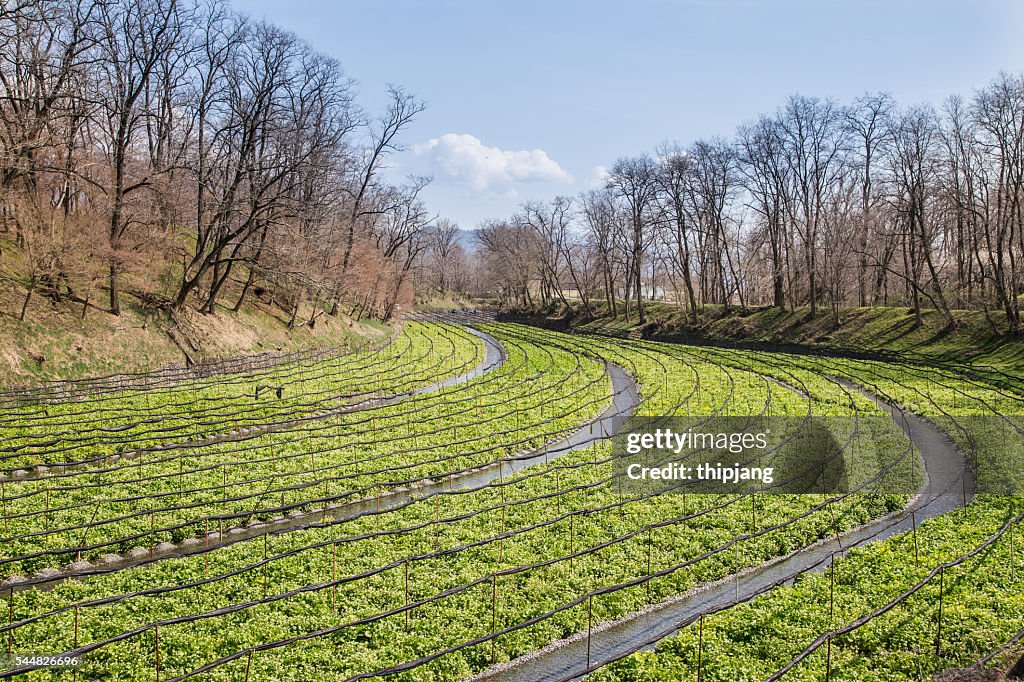 Japanese horseradish plants (wasabi), growing at the Daio Wasabi Farm in Hotaka, Nagano, Japan