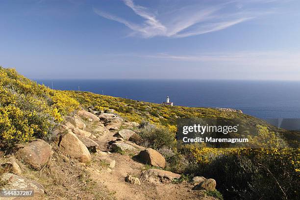 punta capel rosso - giglio stock-fotos und bilder